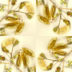 Detalle simetrizado en cuadro