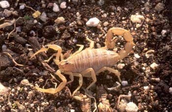 Alacrán o Escorpión (Buthus occitanus)