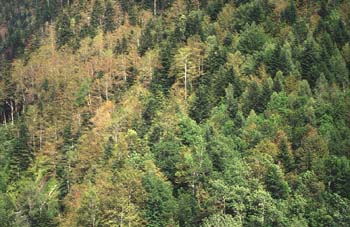 Haya - Bosque (Fagus silvatica)