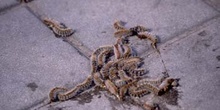 Procesionaria del pino - Oruga (Thaumetopoea pityocampa)
