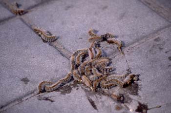 Procesionaria del pino - Oruga (Thaumetopoea pityocampa)