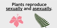 Natural Science Unit 4 Plant reproduction