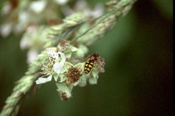 Mosca cernícalo (Syrphus ribestii)
