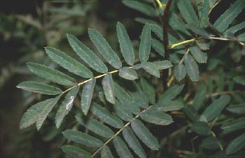 Serbal de cazadores - Hoja (Sorbus acuparia)