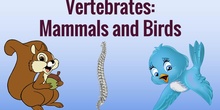 Game: vertebrates - mammals or birds?