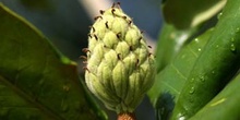 Magnolio - Fruto (Magnolia grandiflora)