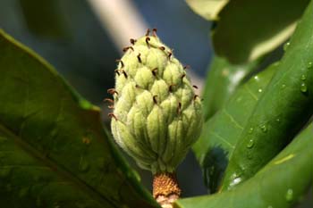 Magnolio - Fruto (Magnolia grandiflora)