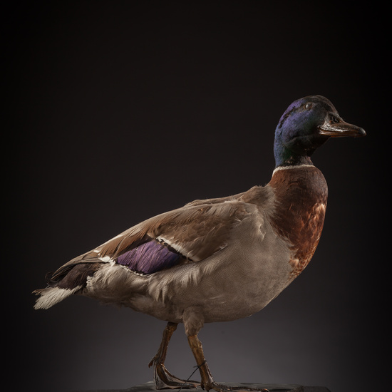 IES_CERVANTES_BIOLOGIA_052