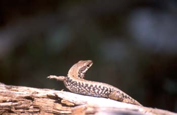 Lagartija serrana - Hembra (Lacerta monticola)