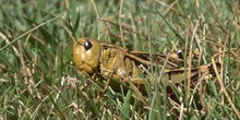 Saltamontes de montaña (Podisma pedestris)