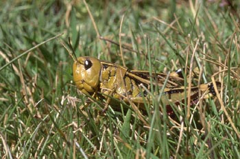 Saltamontes de montaña (Podisma pedestris)