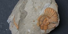 Paradumortieria tectiforme (Ammonites) Jurásico