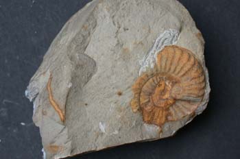 Paradumortieria tectiforme (Ammonites) Jurásico