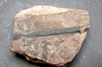 Annularia stellata (Equiseto-Cola Caballo) Carbonífero