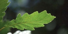 Roble albar - Hoja (Quercus petraea)