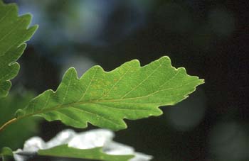 Roble albar - Hoja (Quercus petraea)