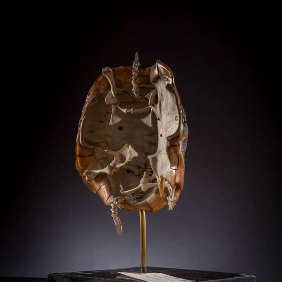 IES_SANISIDRO_MUSEO_Zoolgía_033