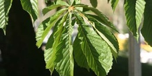 Castaño de Indias - Hojas (Aesculus hippocastanum)