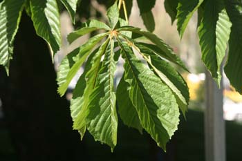 Castaño de Indias - Hojas (Aesculus hippocastanum)