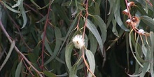 Eucalipto azul - Hoja (Eucalyptus globosus)