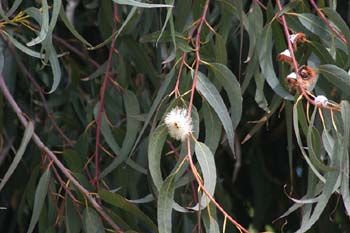 Eucalipto azul - Hoja (Eucalyptus globosus)