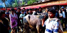 Presentación de búfalo como regalo, Sulawesi, Indonesia