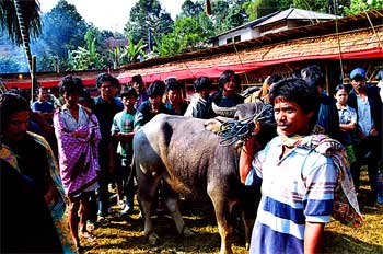 Presentación de búfalo como regalo, Sulawesi, Indonesia