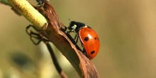 Mariquita (Coccinela septempunctata)