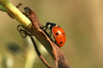 Mariquita (Coccinela septempunctata)