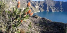 Chuquiragua en los alrededores de la Laguna Quilotoa, Ecuador