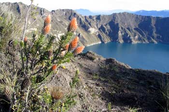 Chuquiragua en los alrededores de la Laguna Quilotoa, Ecuador