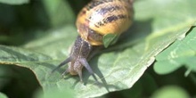 Caracol común (Helix aspersa)