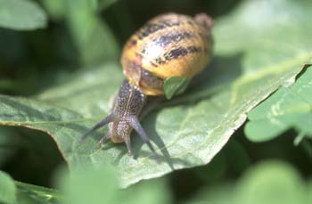 Caracol común (Helix aspersa)