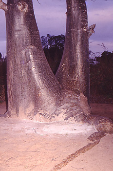 Ritos mágicos, ofrenda de harina en baobab, Nacala, Mozambique