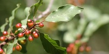 Arraclán (Frangula alnus)