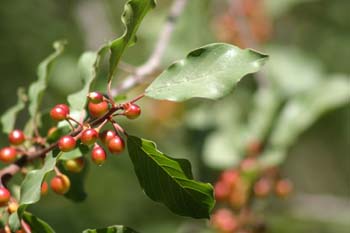 Arraclán (Frangula alnus)