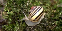 Caracol rayado (Cepaea nemoralis)