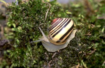 Caracol rayado (Cepaea nemoralis)