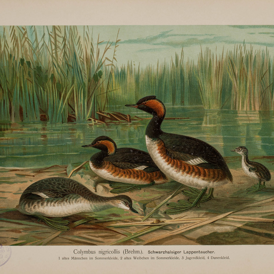 IES_CARDENALCISNEROS_AVES_LAMINAS_133