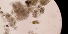 Stylonychia Nazop-L01-04