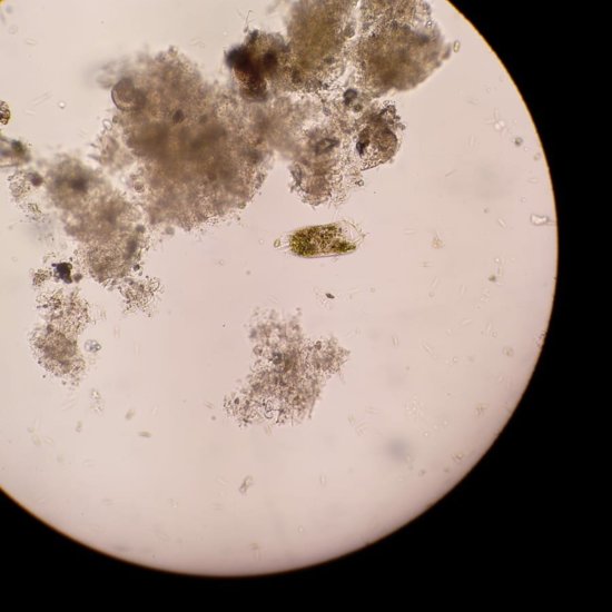 Stylonychia Nazop-L01-04