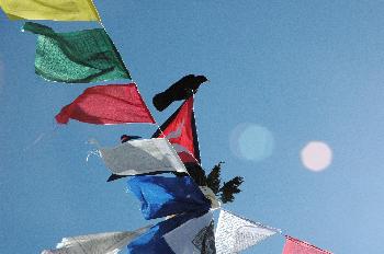 Cuervo atraído por la ceremonia