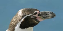 Pingüino de Magallanes (Spheniscus magellanicus)