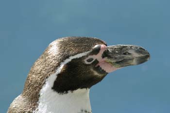 Pingüino de Magallanes (Spheniscus magellanicus)