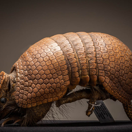 IES_ISABELLACATOLICA_BIOLOGIA_232