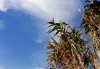Hierba de pampa (Selloana de Cortaderia)