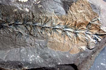 Asterophyllites equiset-formis (Equiseto-Cola Caballo) Carbonífe