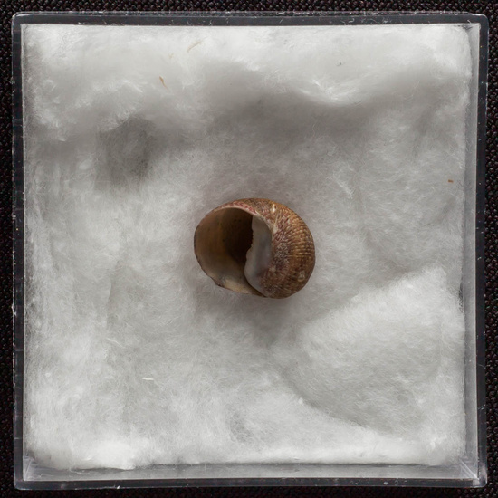 IES_ISABELLACATOLICA_BIOLOGIA_303