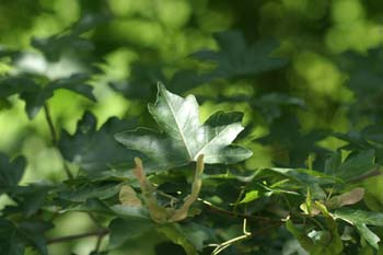 Arce campestre - Hoja (Acer campestris)
