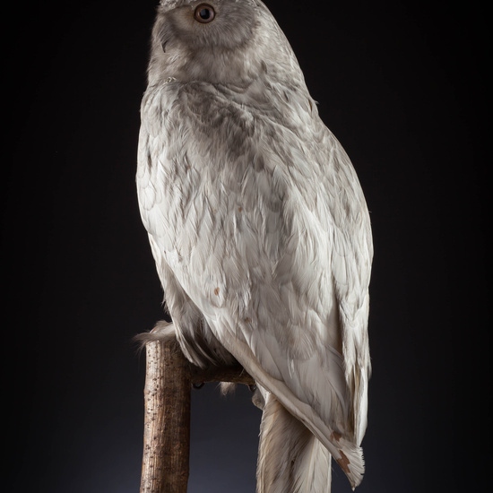 IES_SANISIDRO_MUSEO_Aves_076